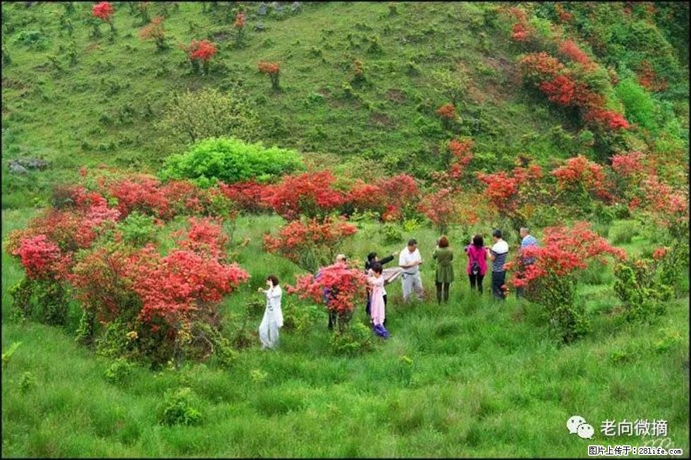 【春天，广西桂林灌阳县向您发出邀请！】宝盖山上映山红 - 游山玩水 - 成都生活社区 - 成都28生活网 cd.28life.com