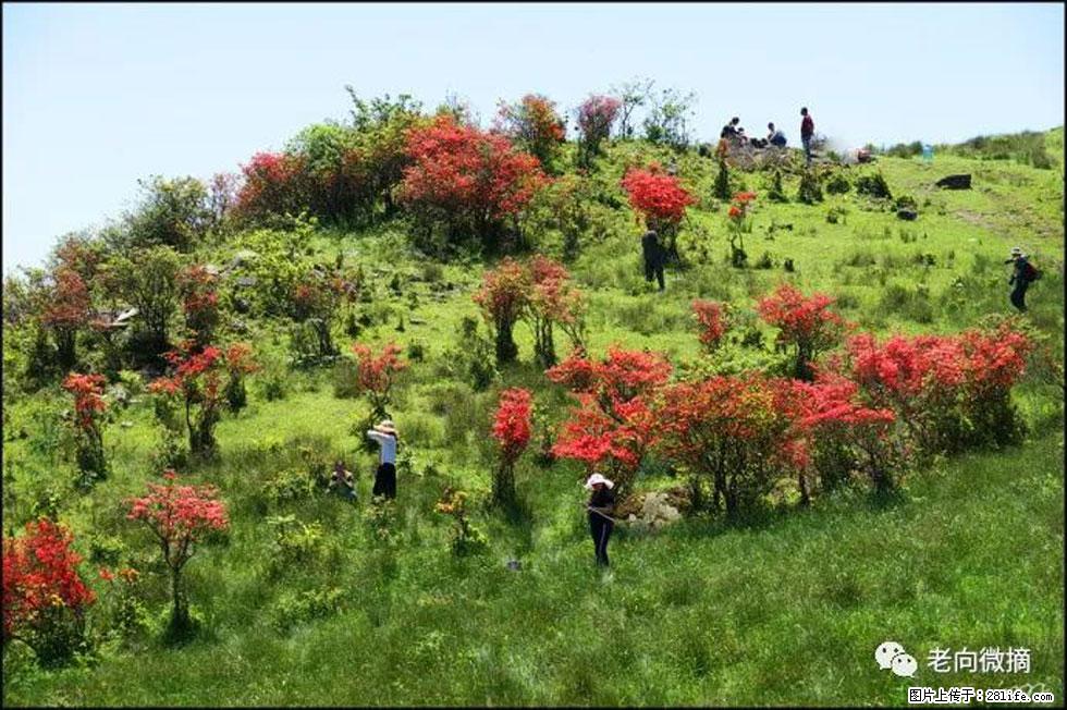 【春天，广西桂林灌阳县向您发出邀请！】宝盖山上映山红 - 游山玩水 - 成都生活社区 - 成都28生活网 cd.28life.com