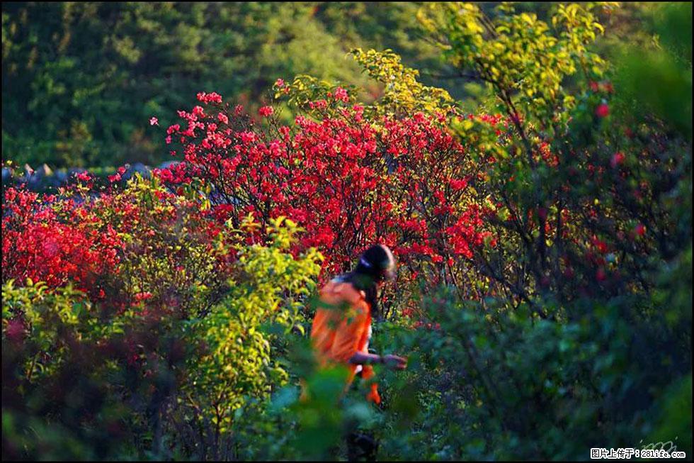 【春天，广西桂林灌阳县向您发出邀请！】春木界上映山红 - 游山玩水 - 成都生活社区 - 成都28生活网 cd.28life.com