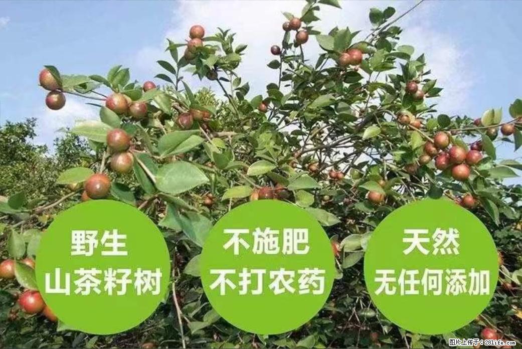 【灌阳县油茶产业示范区】一个有着充实的精神生活的人,对待身外之物自会有一种淡泊的态度 - 土特产 - 饮食特产 - 成都分类信息 - 成都28生活网 cd.28life.com