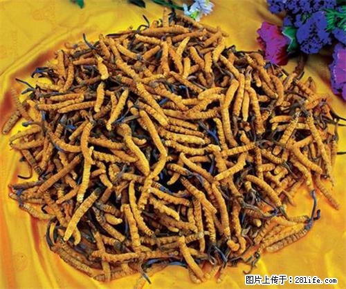 新都哪有回收虫草的地方、电话回收多少 - 保健品 - 饮食特产 - 成都分类信息 - 成都28生活网 cd.28life.com