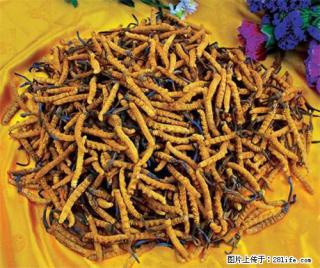 新都哪有回收虫草的地方、电话回收多少 - 成都28生活网 cd.28life.com