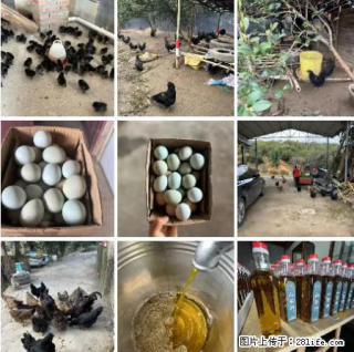 油茶园从小鸡仔开始养起的纯土鸡、土鸡蛋可以预定啦!还有前几天刚榨的纯山茶油哦 - 成都28生活网 cd.28life.com