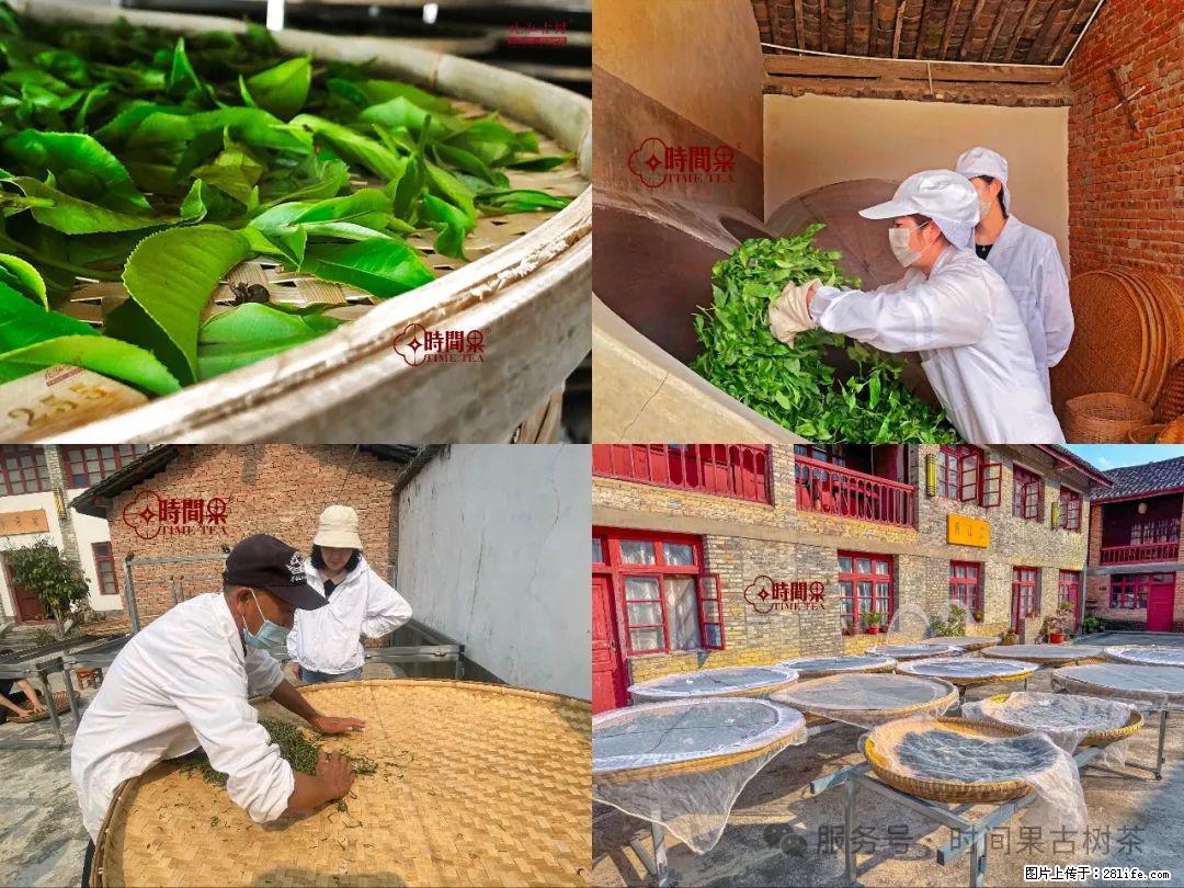 时间果百年古树龙珠普洱生茶 - 购物交流 - 成都生活社区 - 成都28生活网 cd.28life.com