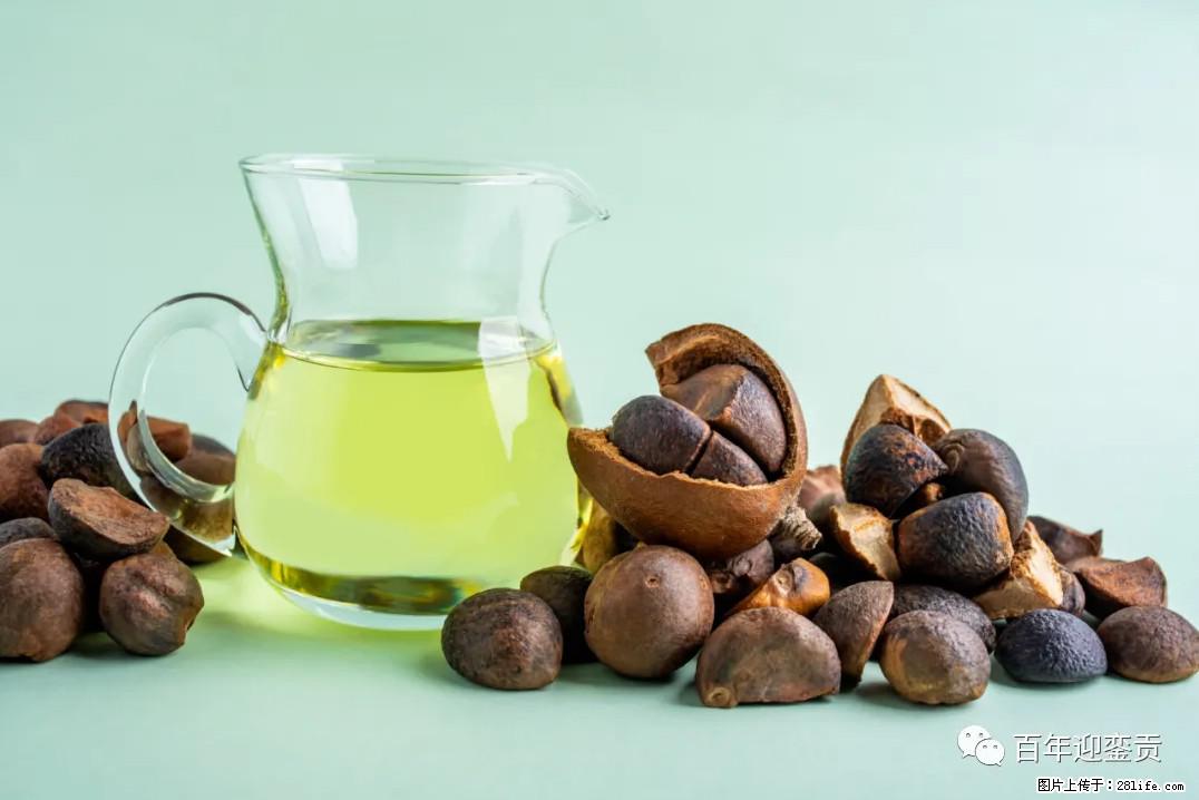 世界没有真相，只有认知，最好的食用油是中国的山茶油！ - 成都生活资讯 - 成都28生活网 cd.28life.com