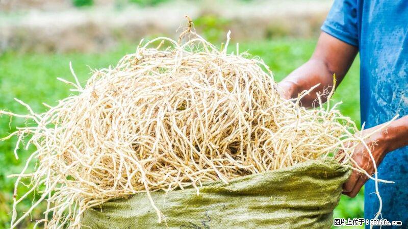 堪称“最难吃”的蔬菜，却是 “抗辐射神器”，还能护肺、清热、止咳化痰！ - 成都生活资讯 - 成都28生活网 cd.28life.com