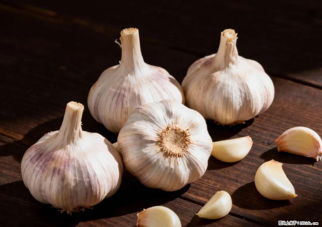 关于大蒜，除了“天然抗生素”，这4个谣言更该警惕! - 成都生活资讯 - 成都28生活网 cd.28life.com