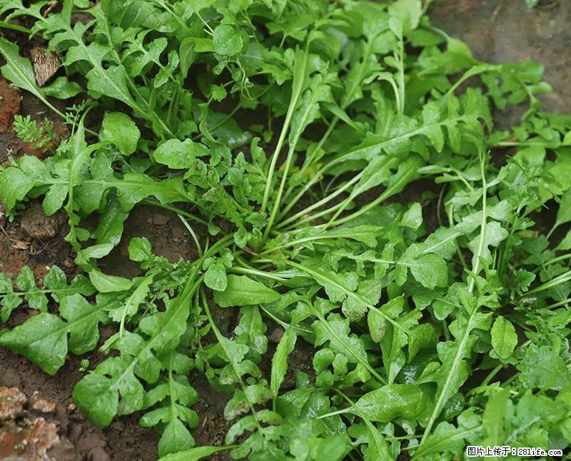 这些蔬菜是“天然钙片”，这6种被医生重点推荐 - 成都生活资讯 - 成都28生活网 cd.28life.com