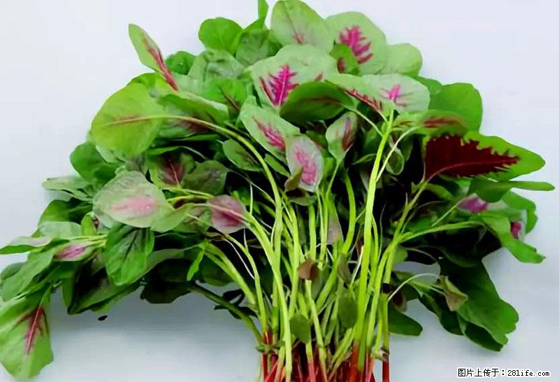 这些蔬菜是“天然钙片”，这6种被医生重点推荐 - 成都生活资讯 - 成都28生活网 cd.28life.com