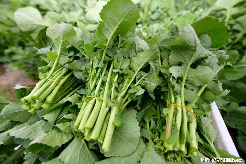 这些蔬菜是“天然钙片”，这6种被医生重点推荐 - 成都生活资讯 - 成都28生活网 cd.28life.com